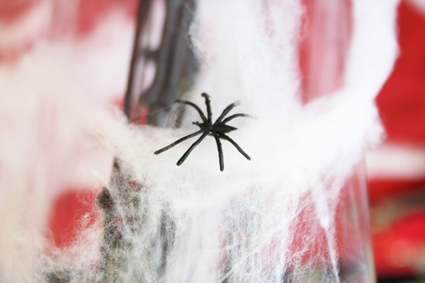 Araignée et sa toile Araignée et sa toile