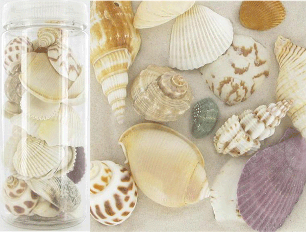 Assortiment de coquillages