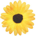 Fleurs sans tige Fleurs sans tige