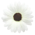 Fleurs sans tige blanc Fleurs sans tige blanc