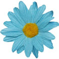Fleurs sans tige, turquoise Fleurs sans tige, turquoise
