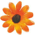 Fleurs sans tige, orange Fleurs sans tige, orange