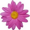 Fleurs sans tige fuchsia Fleurs sans tige fuchsia