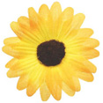 Fleurs sans tige, jaune Fleurs sans tige, jaune